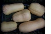 Dýně máslová - Butternut